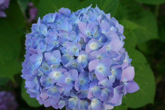 hydrangea