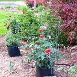 Stop Squirrels from Eating Your Tomatoes