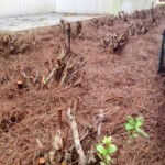 Want to Learn to Prune Like a Pro?