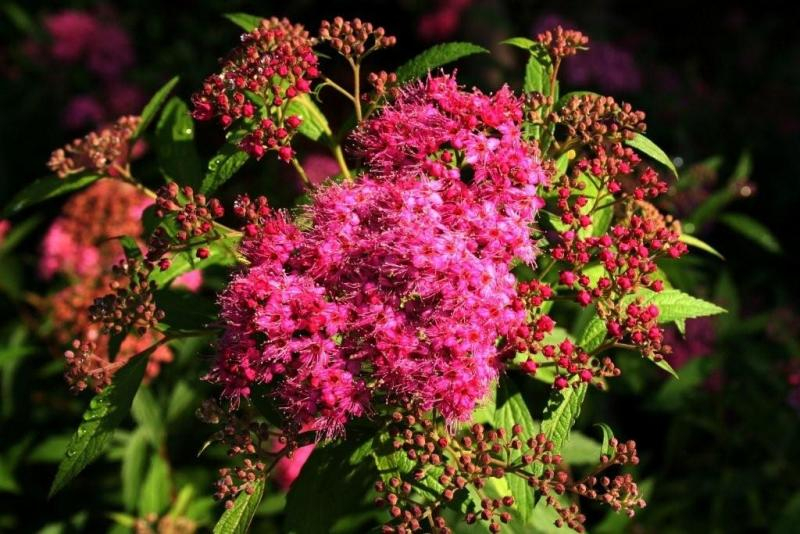 Japanese Spirea