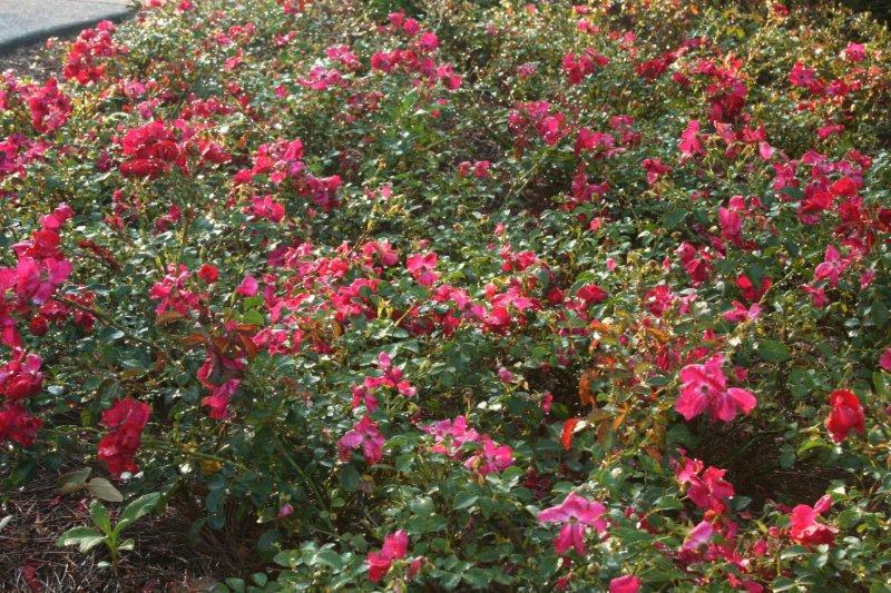 Flowering Carpet Roses