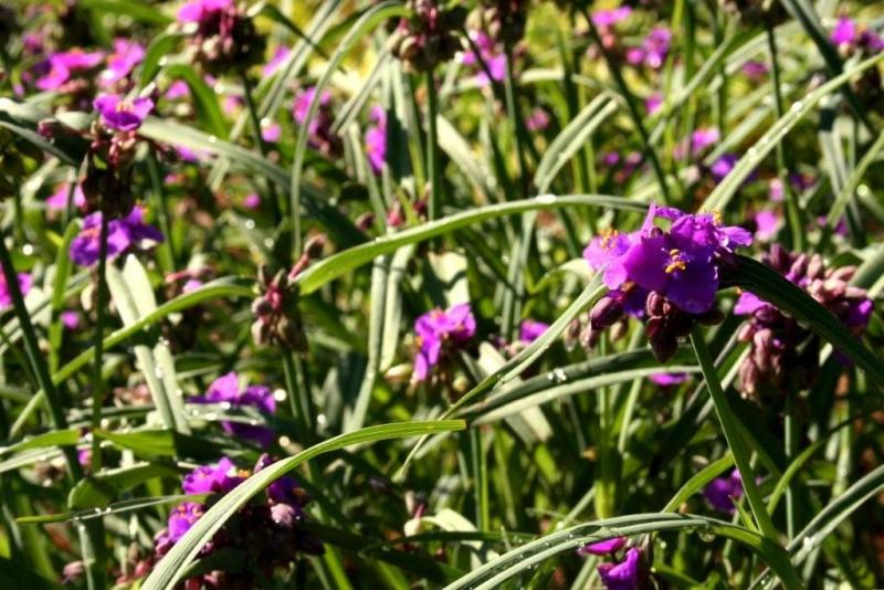 Spiderwort