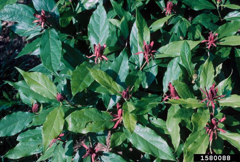 Carolina Sweet Shrub