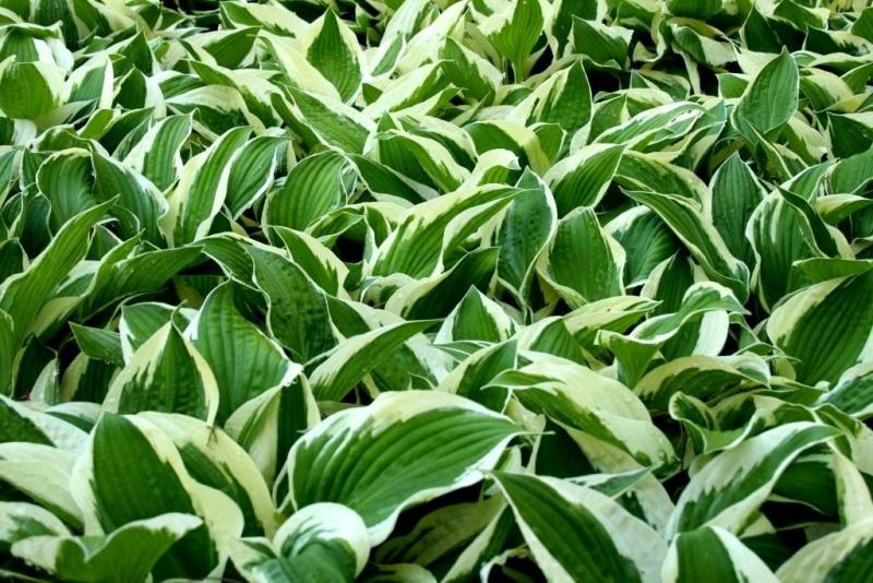 Hosta