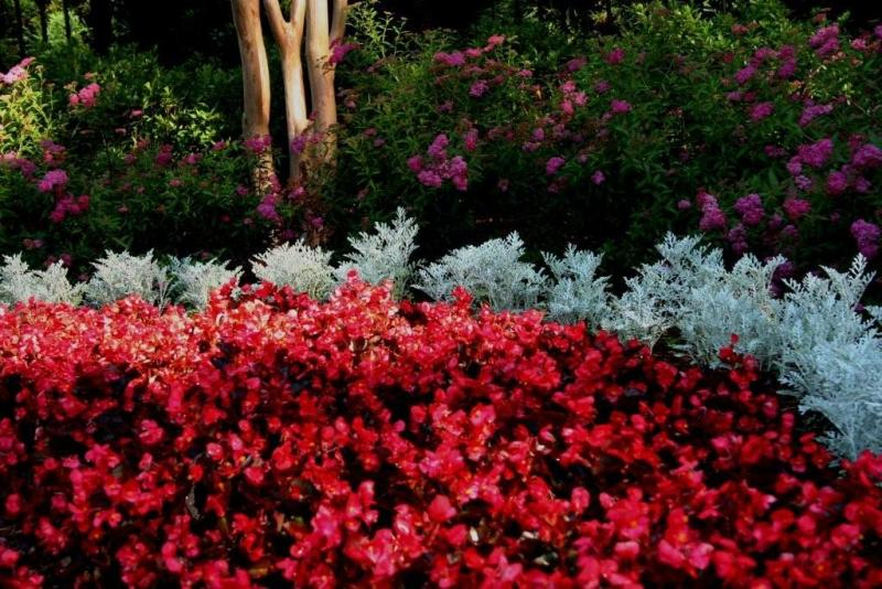 Dusty Miller and Red Wax Leaf