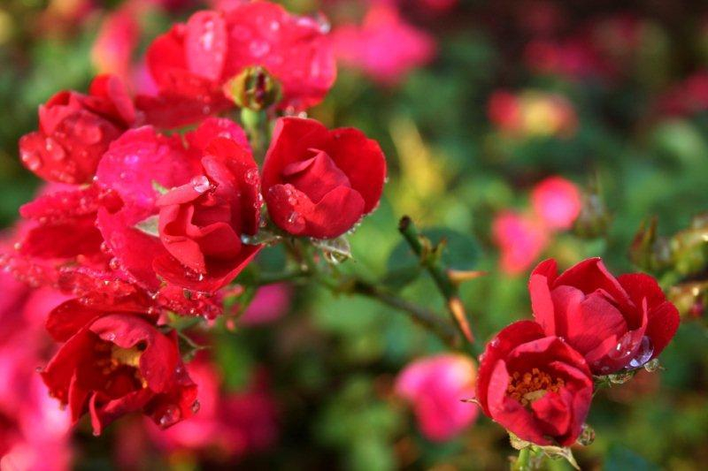 Flowering Carpet Roses