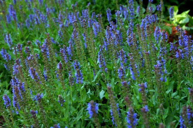 Blue Victoria Salvia