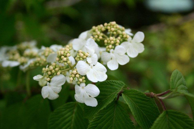 Double File Viburnum