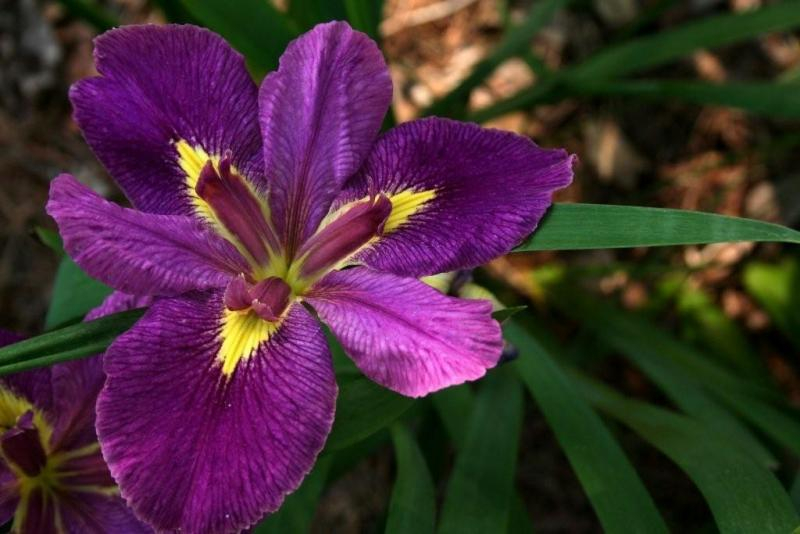 Louisiana Iris