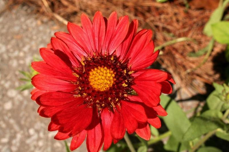 Gerbera Daisy