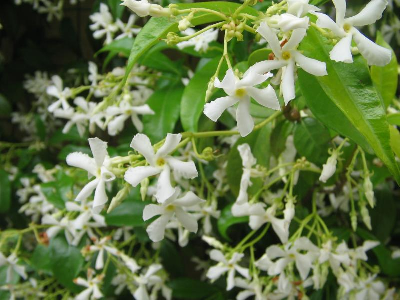 Confederate Jasmine