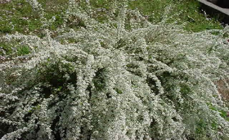 Spirea