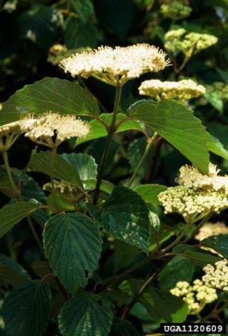 Arrow-wood Viburnum