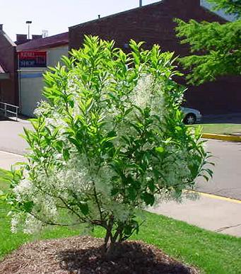 White Fringetree