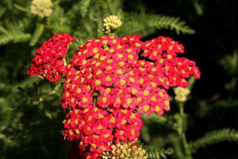 Yarrow / Paprika