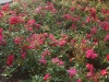 Flowering Carpet Roses