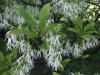 White Fringetree