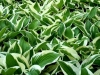 Hosta