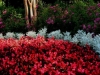 Dusty Miller and Red Wax Leaf