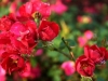 Flowering Carpet Roses