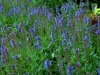 Blue Victoria Salvia