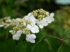 Double File Viburnum