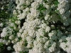 Spirea