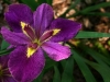 Louisiana Iris