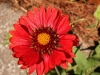 Gerbera Daisy