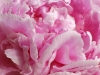 Peony