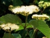 Arrow-wood Viburnum