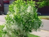 White Fringetree